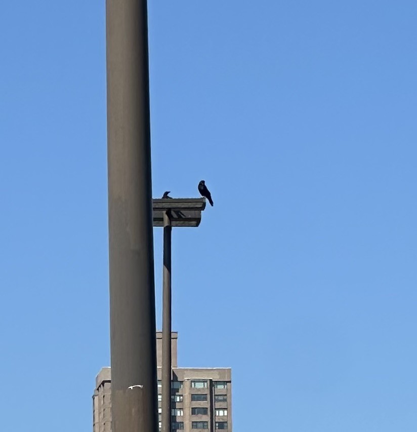 ウオガラス - ML642591825
