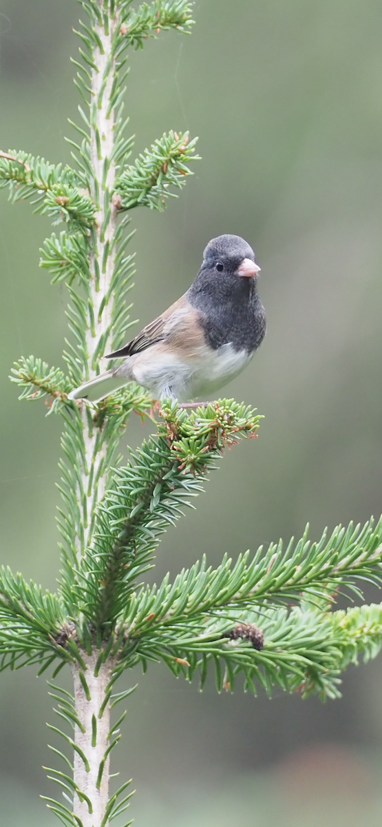 Winterammer - ML642591838