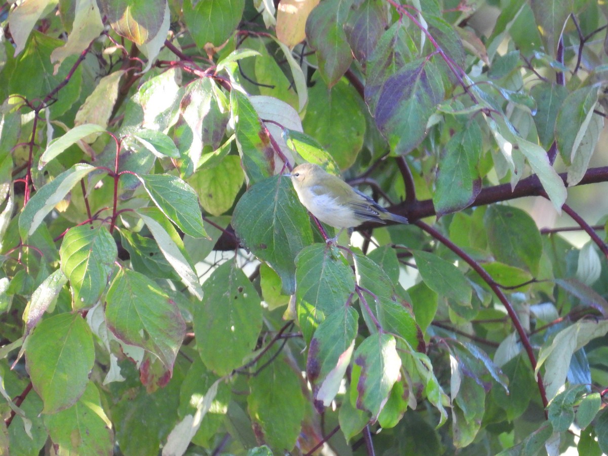 Tennessee Warbler - ML642591842