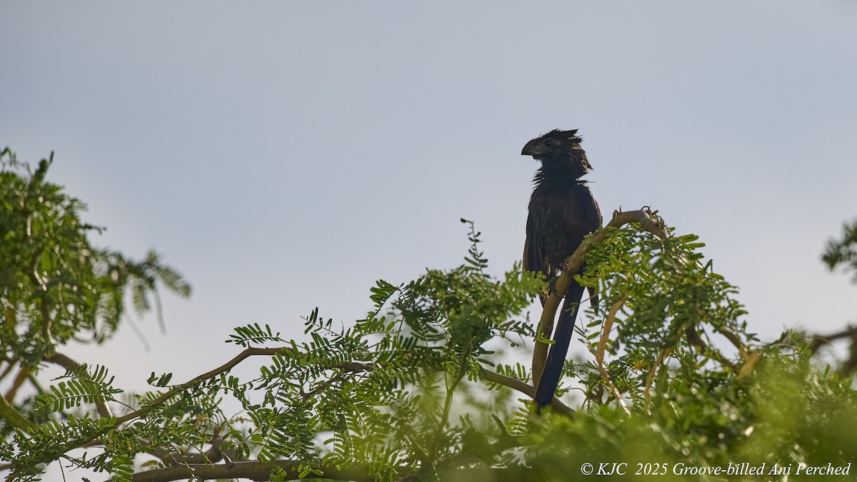 Groove-billed Ani - ML642591853