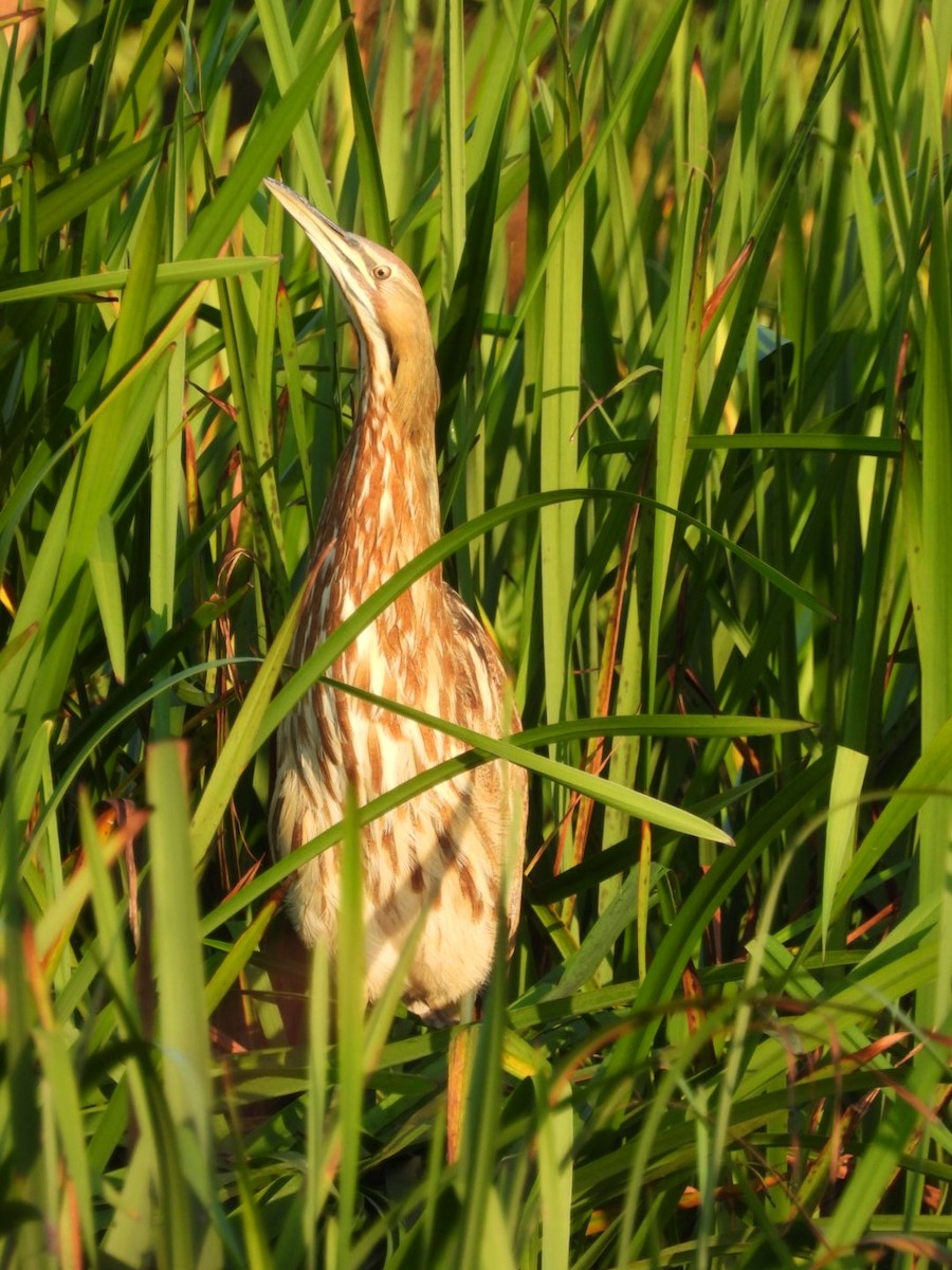 American Bittern - ML642591859