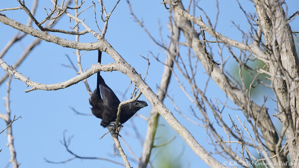 Groove-billed Ani - ML642591873