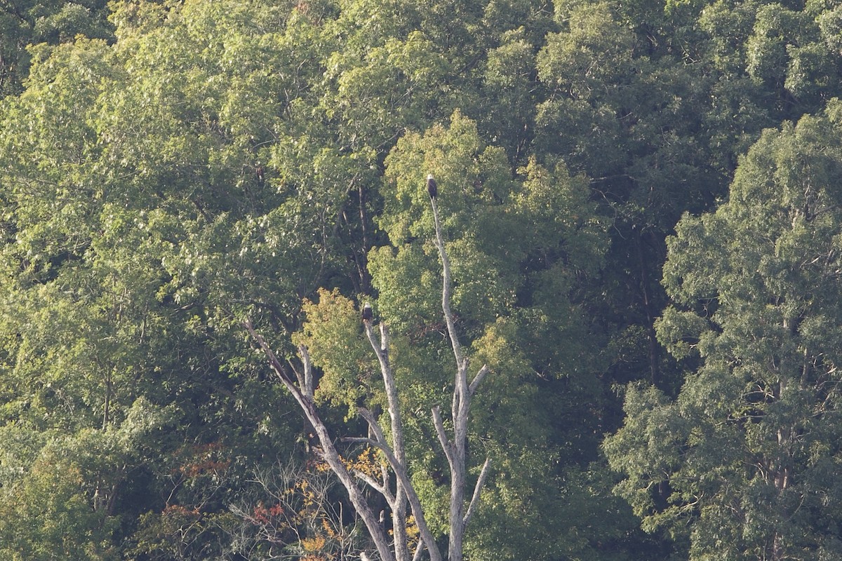 Bald Eagle - ML642591891