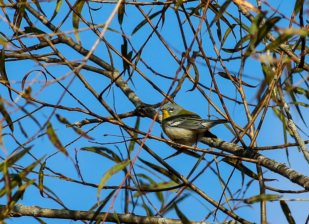 stryparula - ML642591894