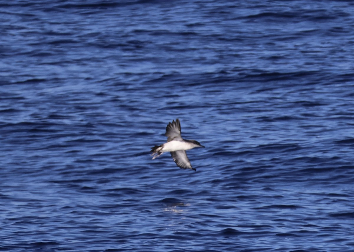Black-vented Shearwater - ML642591906