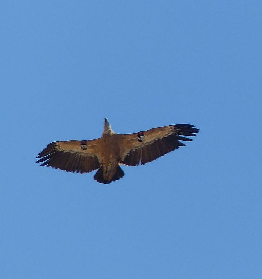 Eurasian Griffon - ML642591923