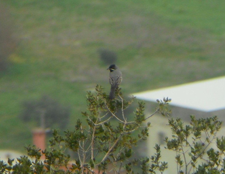 Rüppell's Warbler - ML642591927