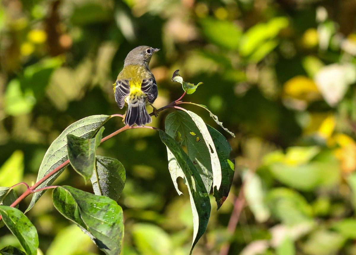 magnoliaparula - ML642591930