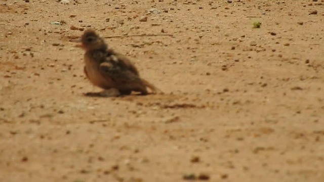 Jerdon's Bushlark - ML642591940