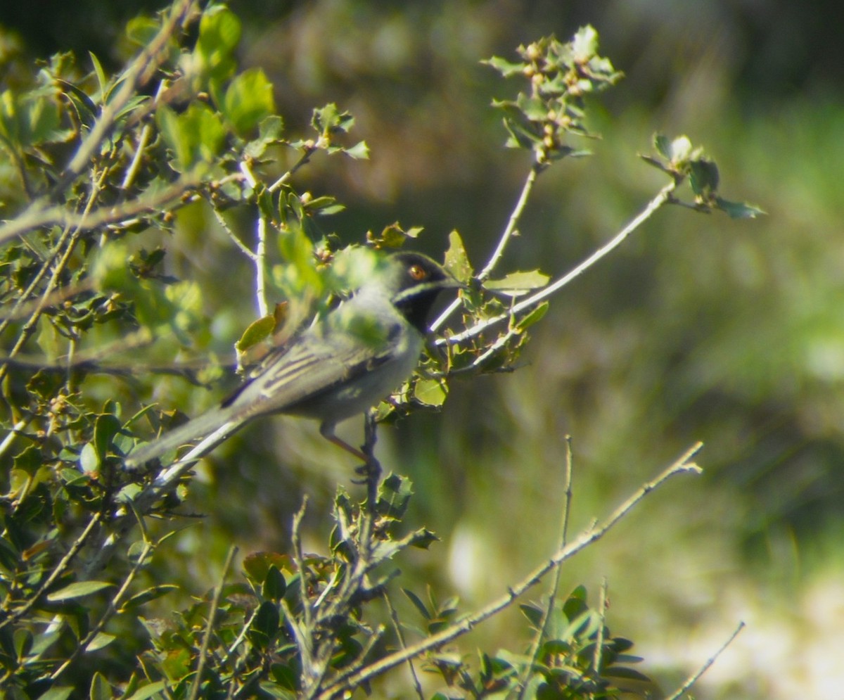 Rüppell's Warbler - ML642591955