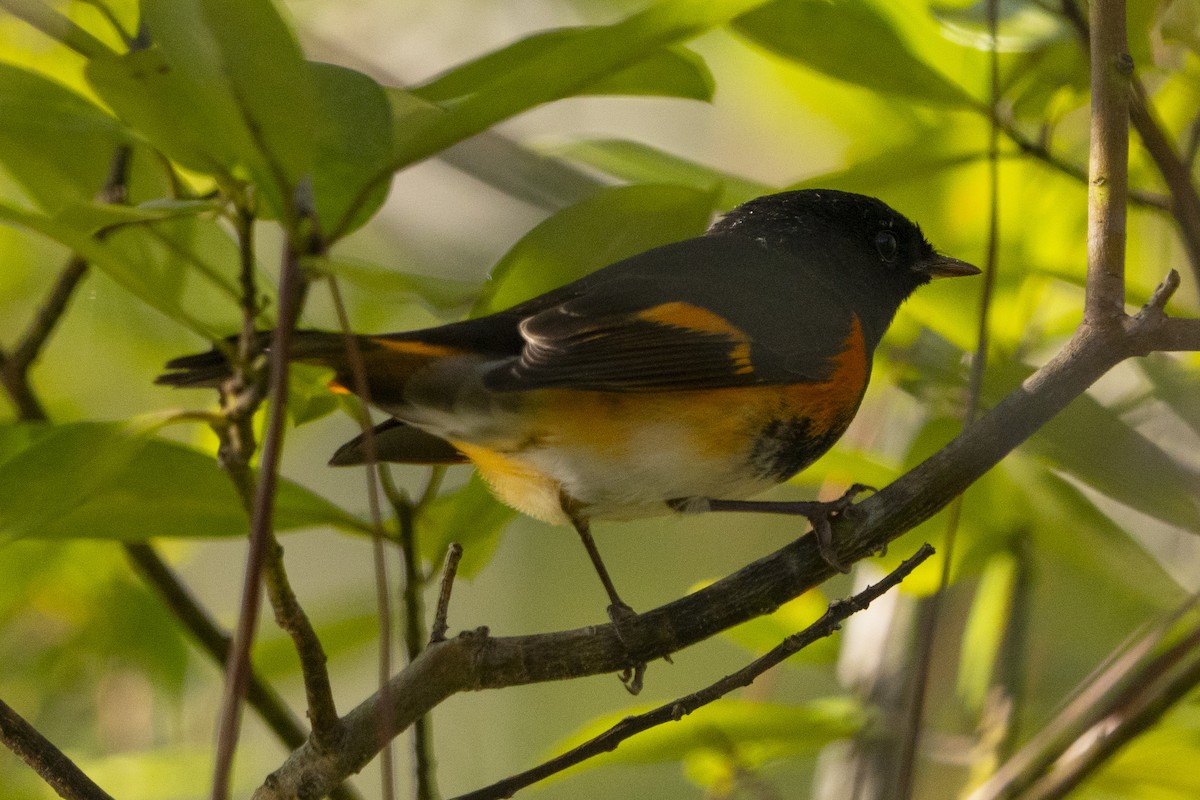 American Redstart - ML642591973