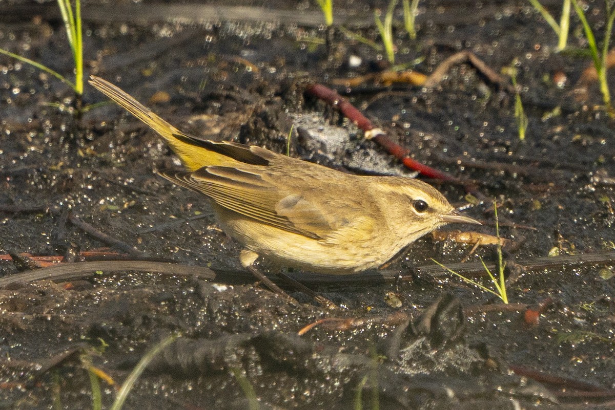 Palm Warbler - ML642591977