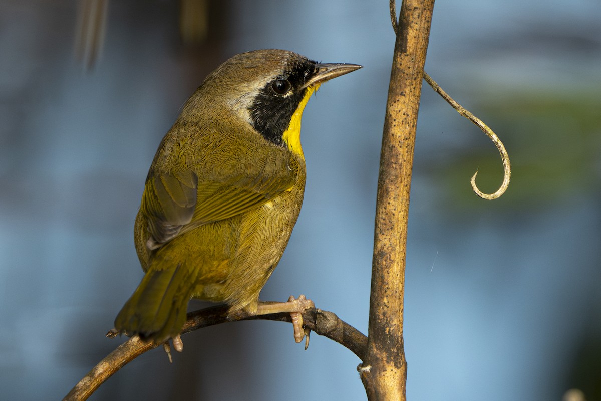 Common Yellowthroat - ML642591983