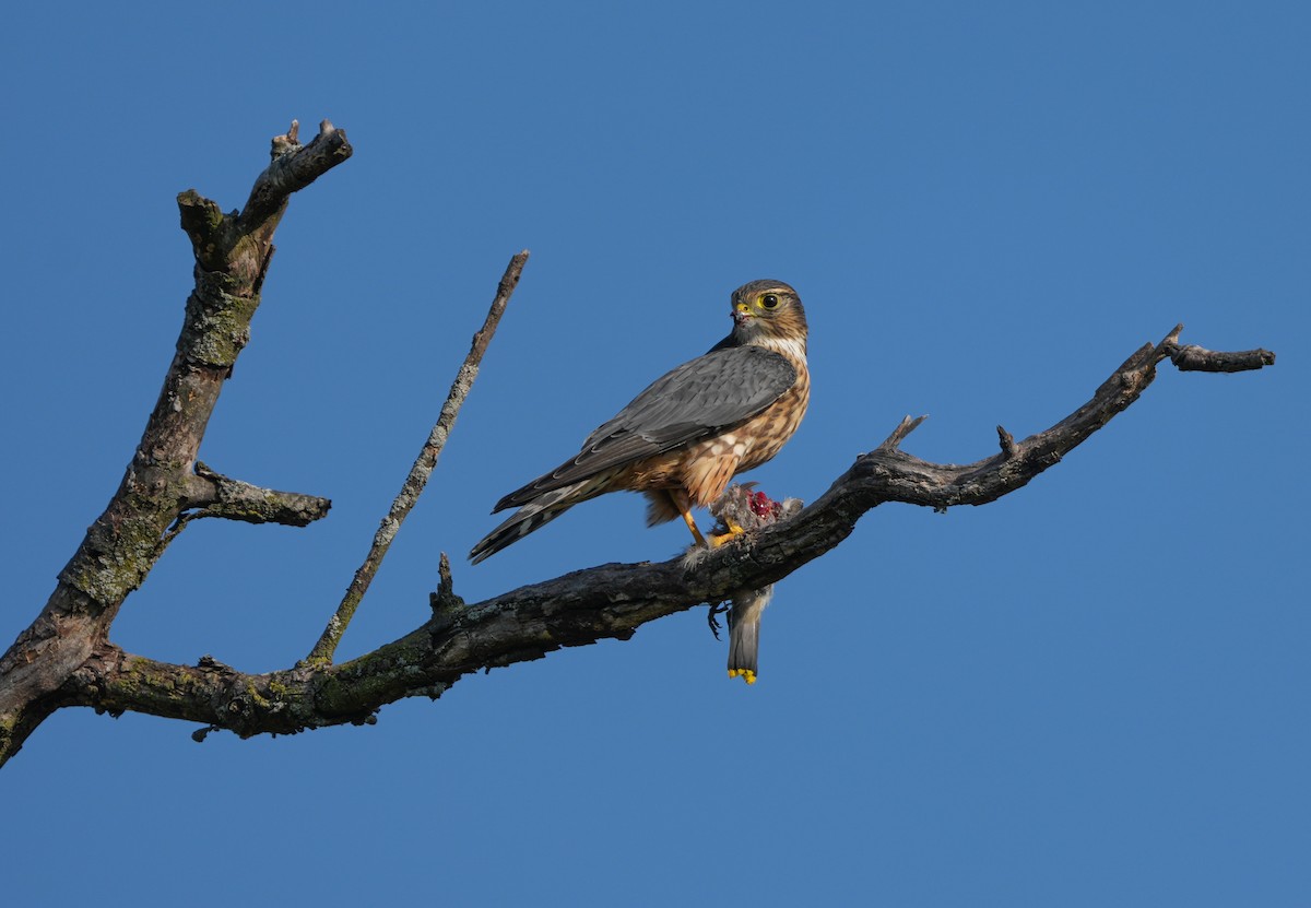 Merlin - ML642591984