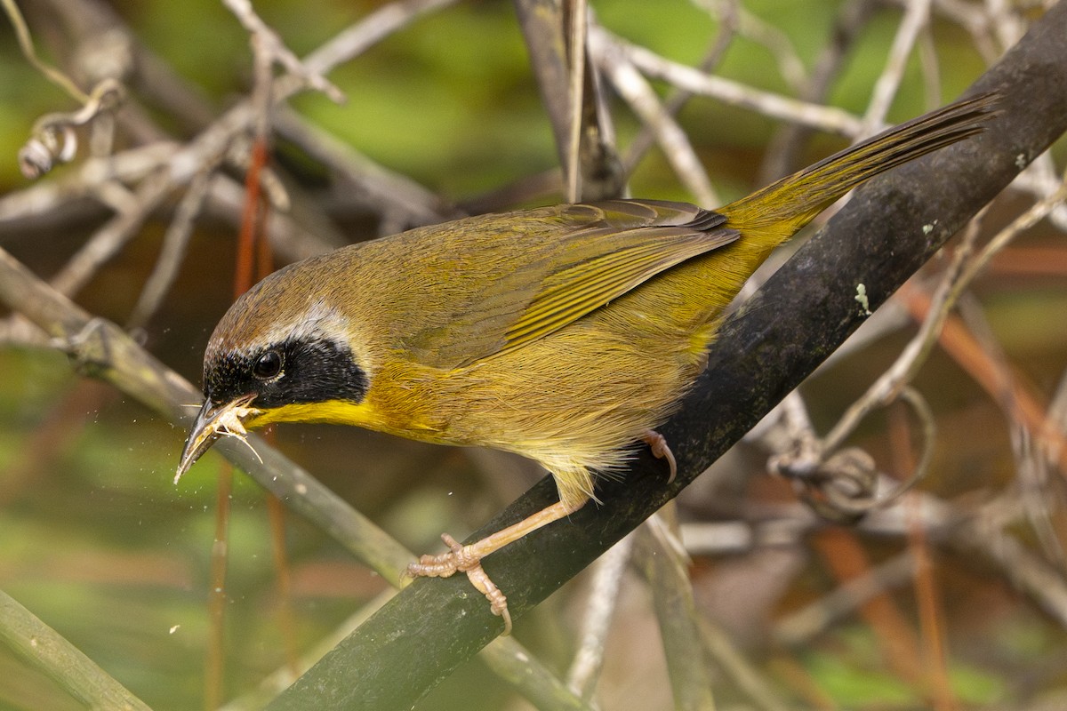 Common Yellowthroat - ML642591985