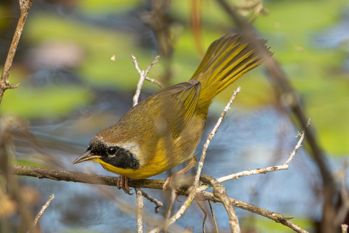 Common Yellowthroat - ML642591986