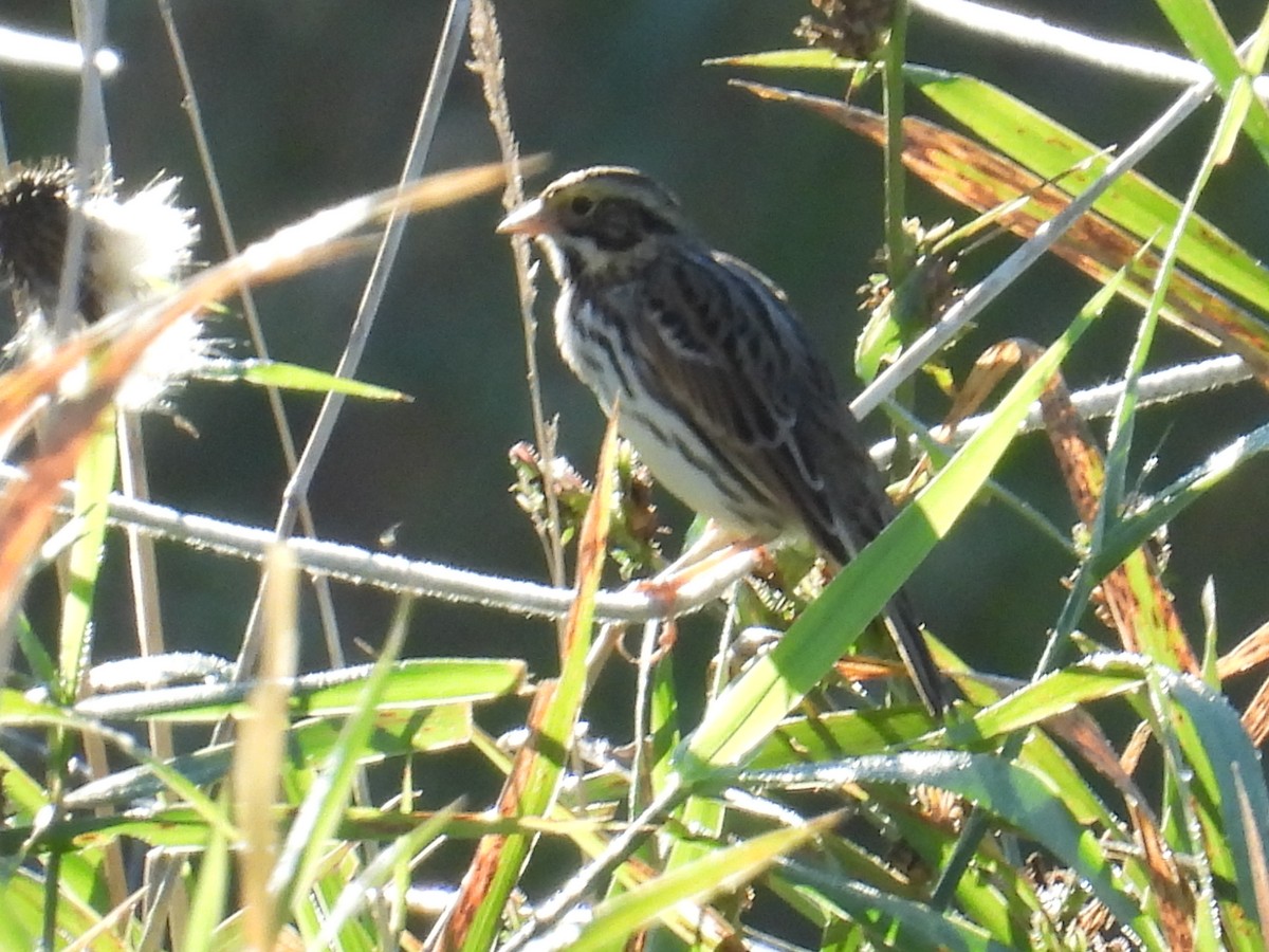 Savannah Sparrow - ML642591988