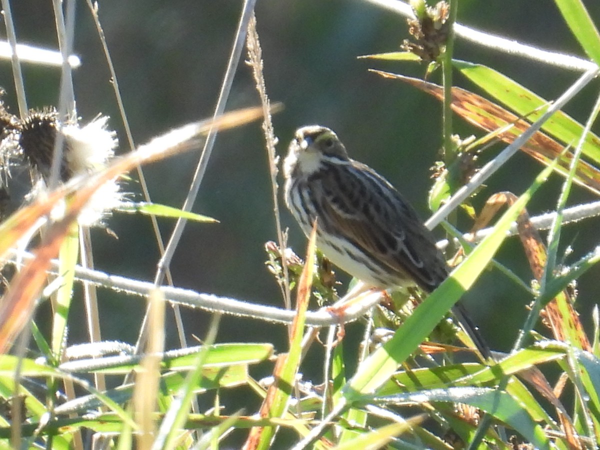 Savannah Sparrow - ML642591989