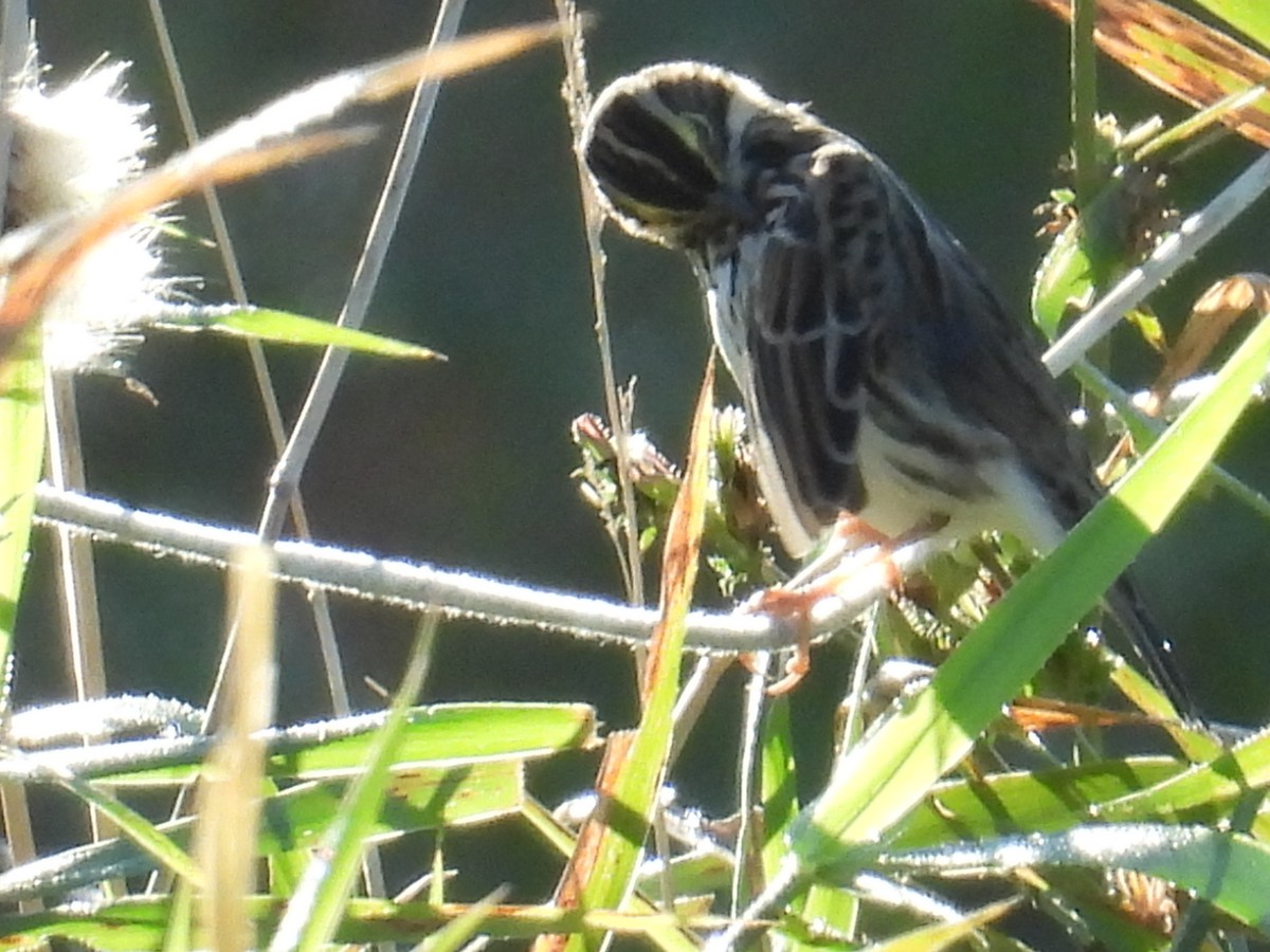 Savannah Sparrow - ML642591990