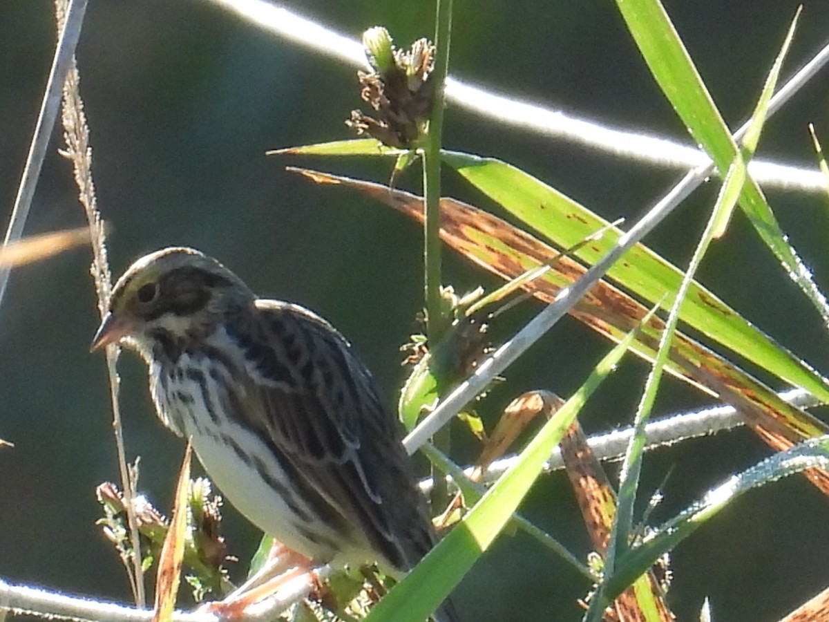 Savannah Sparrow - ML642591991