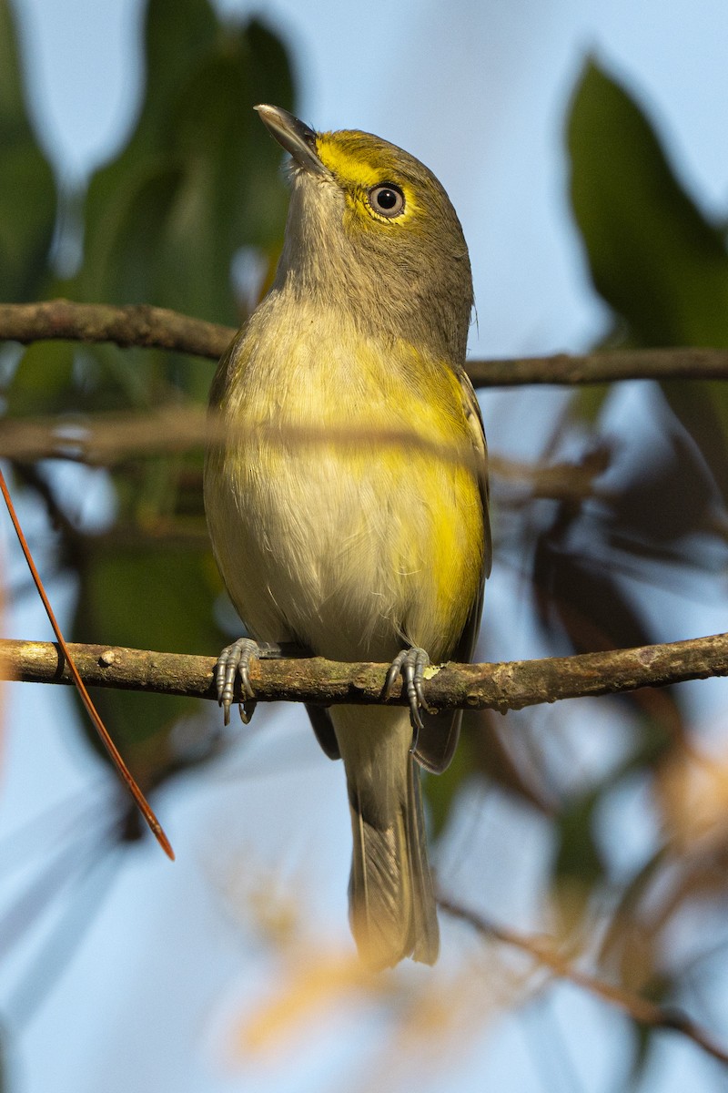 White-eyed Vireo - ML642591995