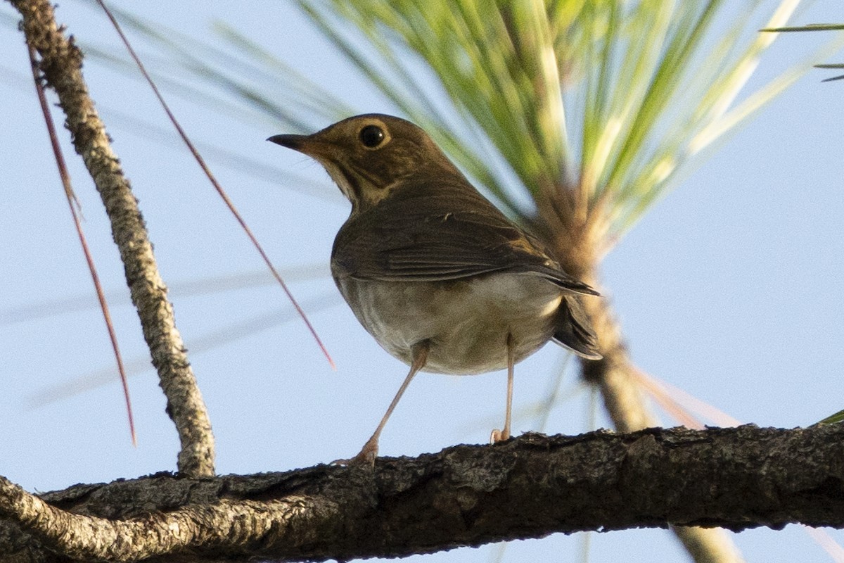 Swainson's Thrush - ML642592001