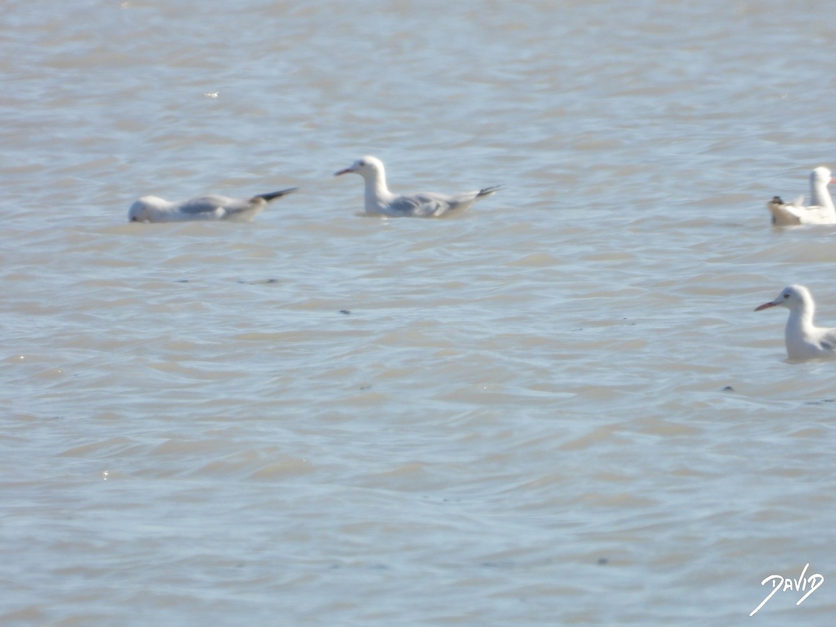 Slender-billed Gull - David Alonso Otero