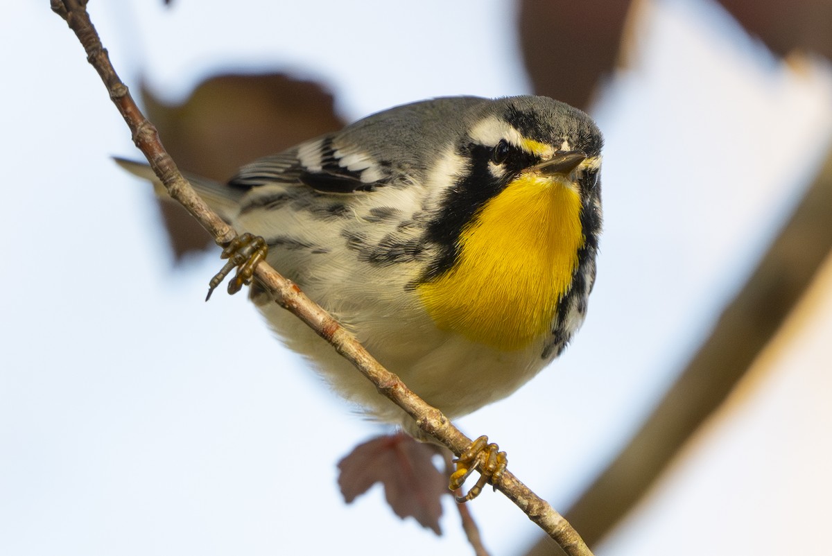 Yellow-throated Warbler - ML642592015
