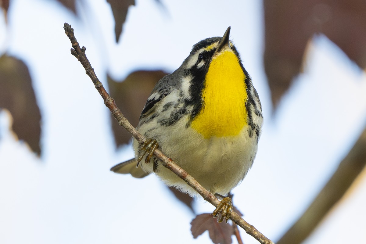 Yellow-throated Warbler - ML642592016