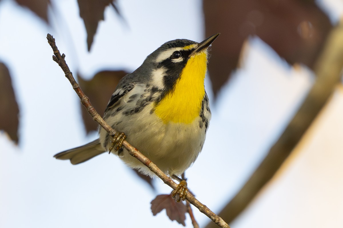 Yellow-throated Warbler - ML642592017