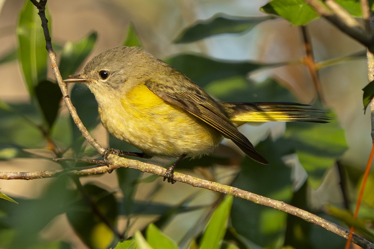 American Redstart - ML642592024