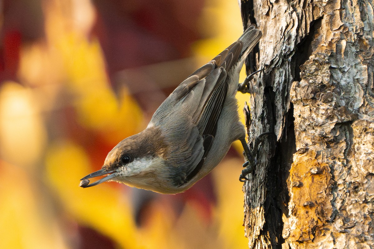 Brown-headed Nuthatch - ML642592041