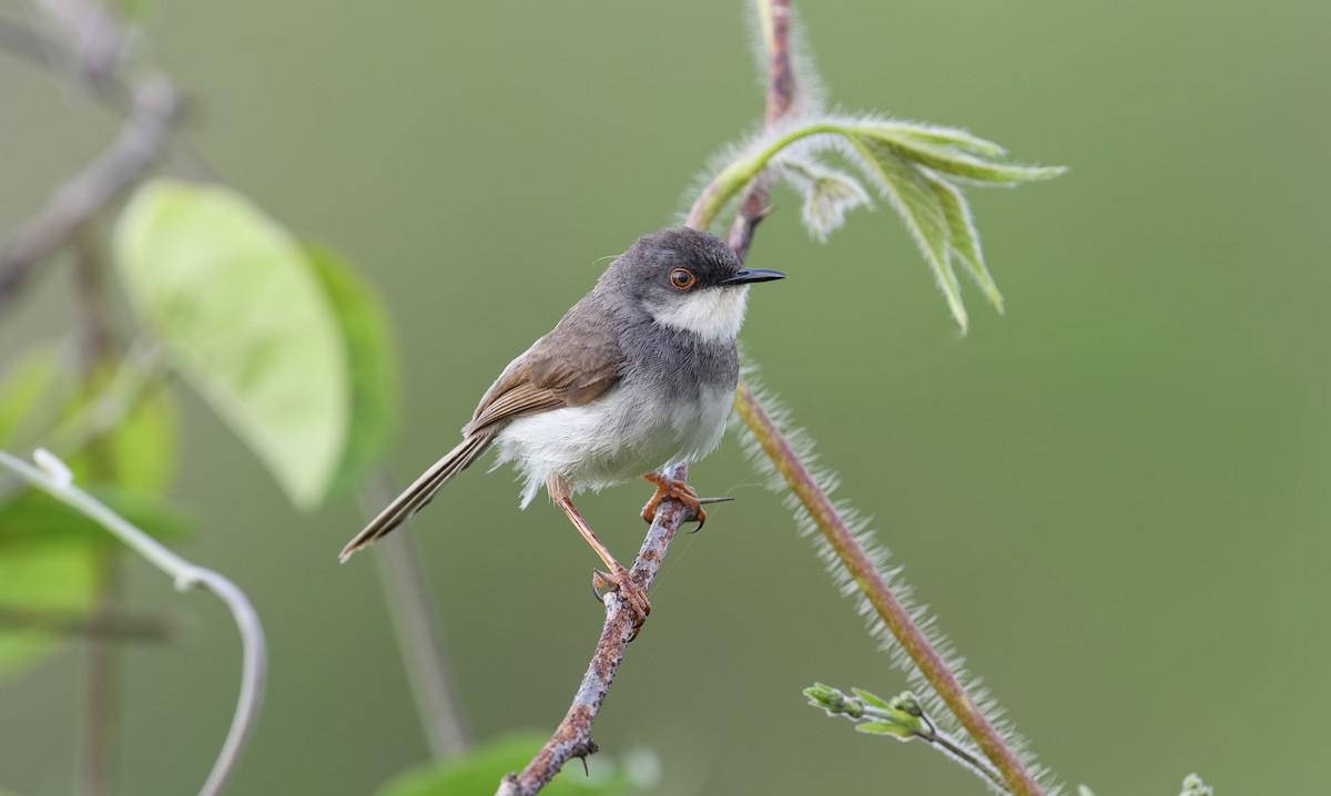Gray-breasted Prinia - ML642592042