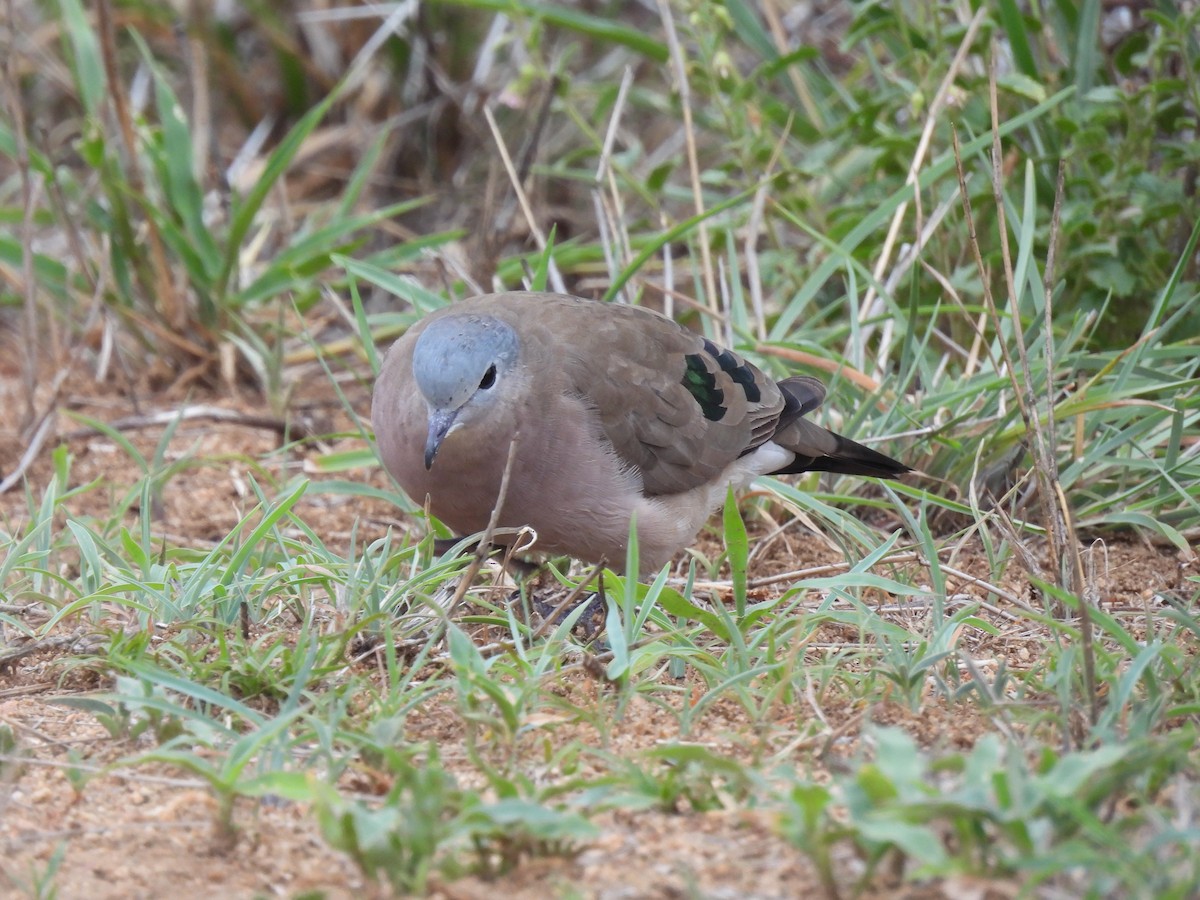Emerald-spotted Wood-Dove - ML642592045