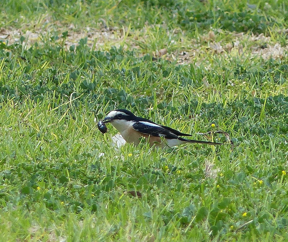 Masked Shrike - ML642592052
