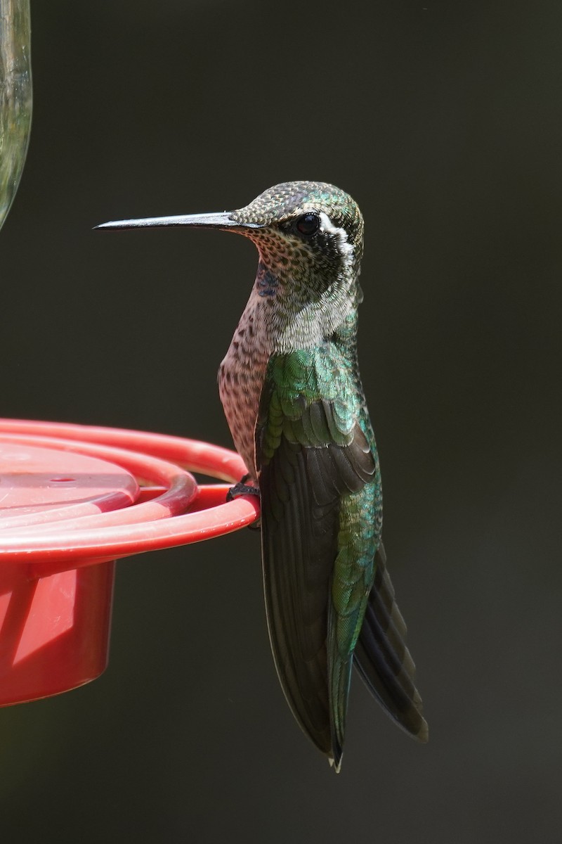 Rivoli's Hummingbird - ML642592066