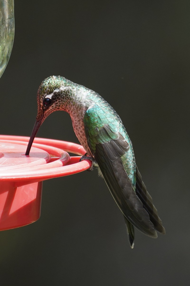 Rivoli's Hummingbird - ML642592069