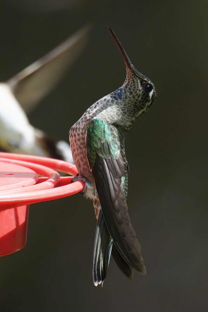 Rivoli's Hummingbird - ML642592071