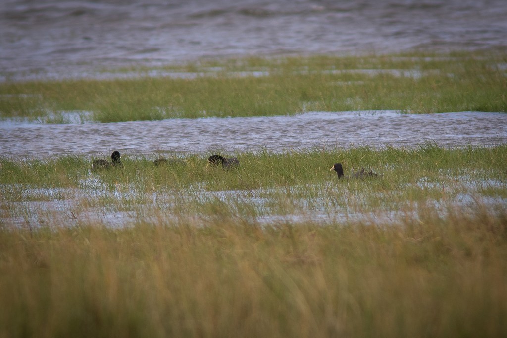 White-winged Coot - ML642592074