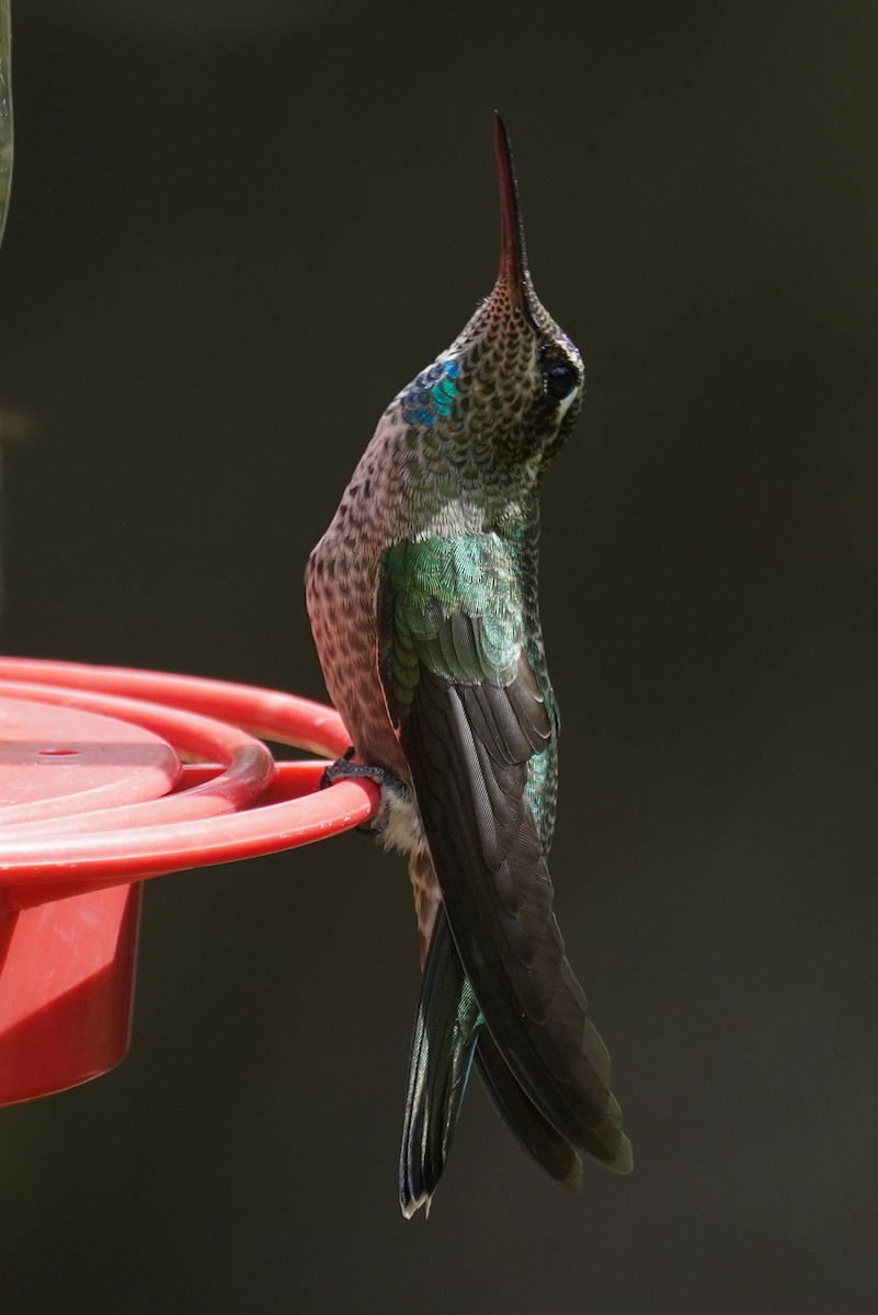 Rivoli's Hummingbird - ML642592075