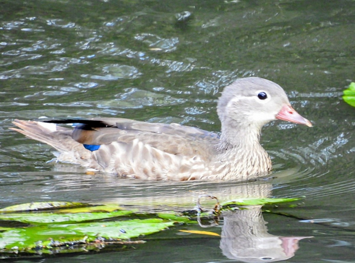Mandarin Duck - ML642592105