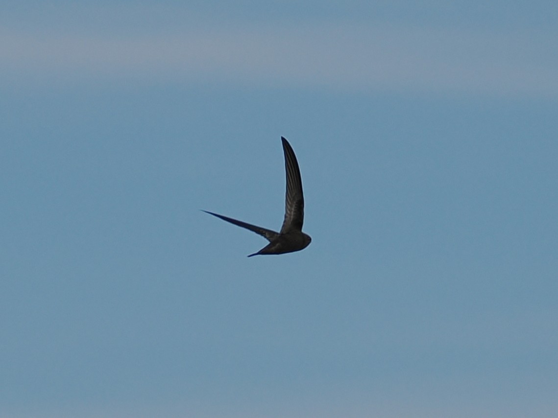Common Swift - ML642592108