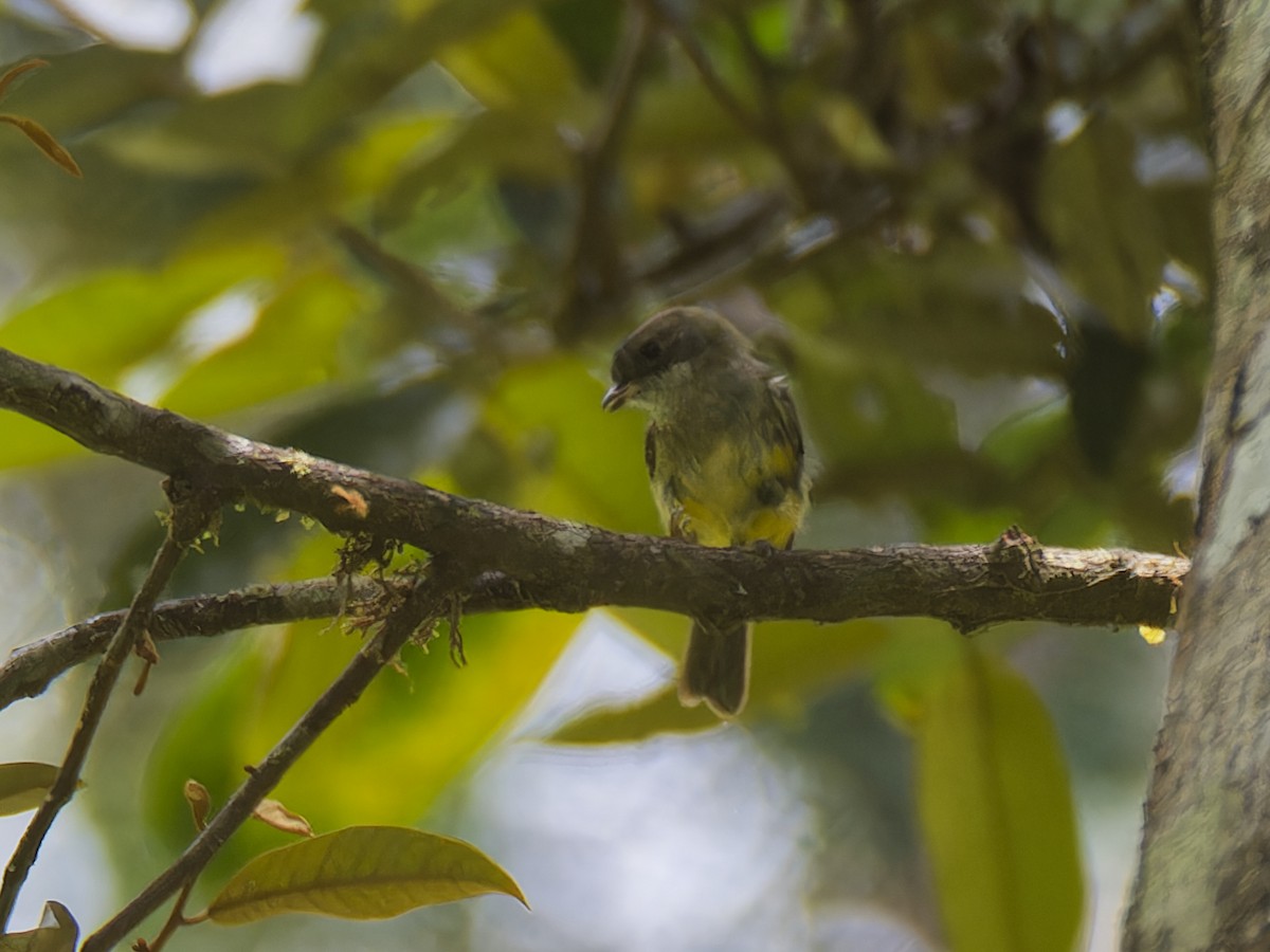 Yellow-legged Flyrobin - ML642592125