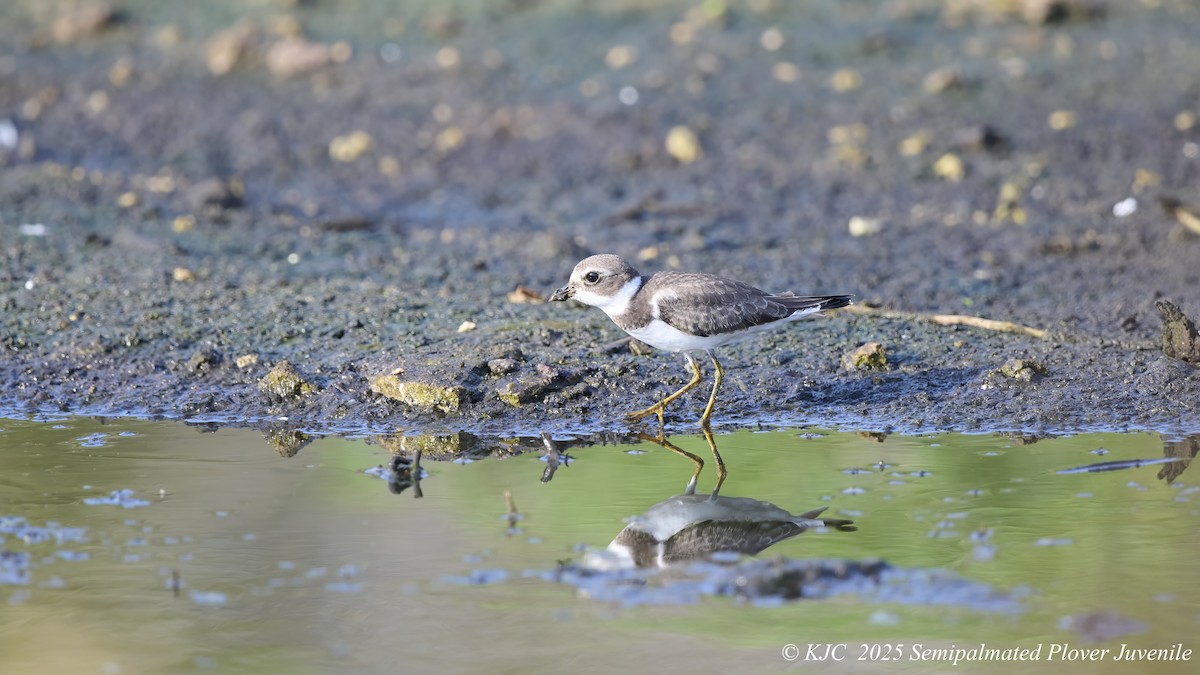 חופמי אמריקני - ML642592132