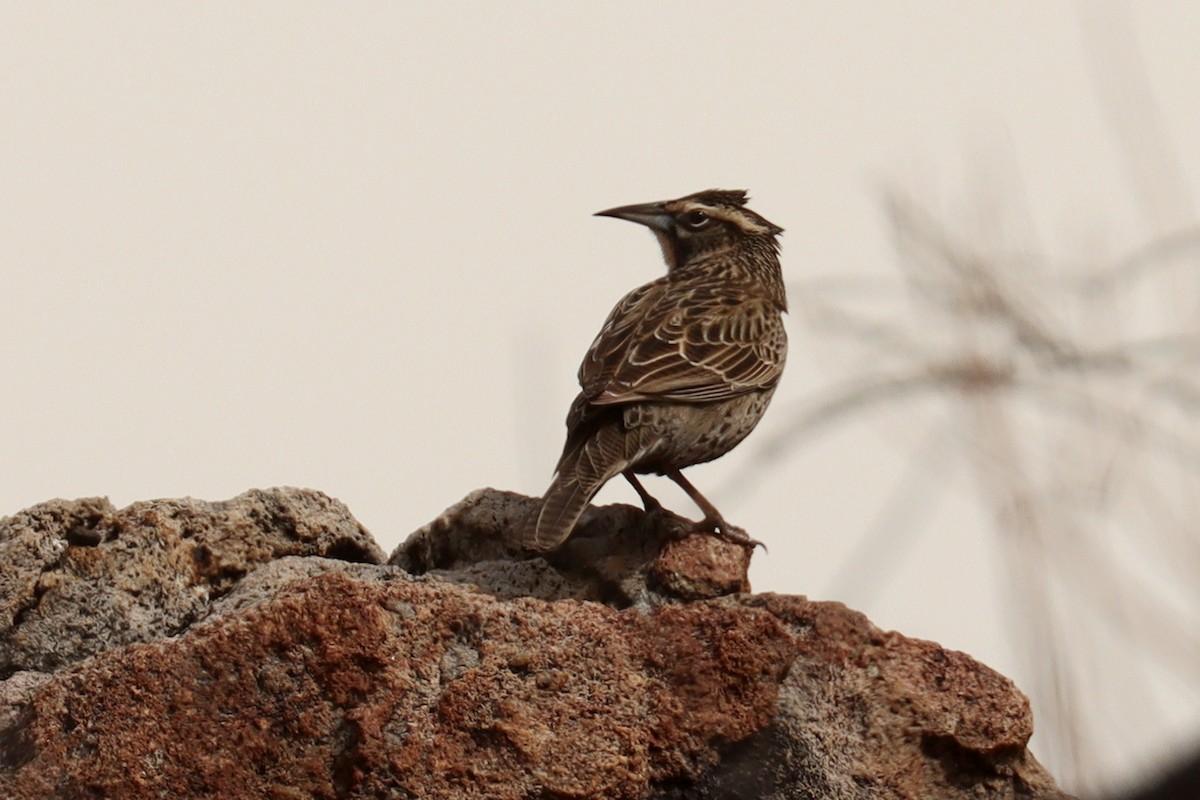 Long-tailed Meadowlark - ML642592205