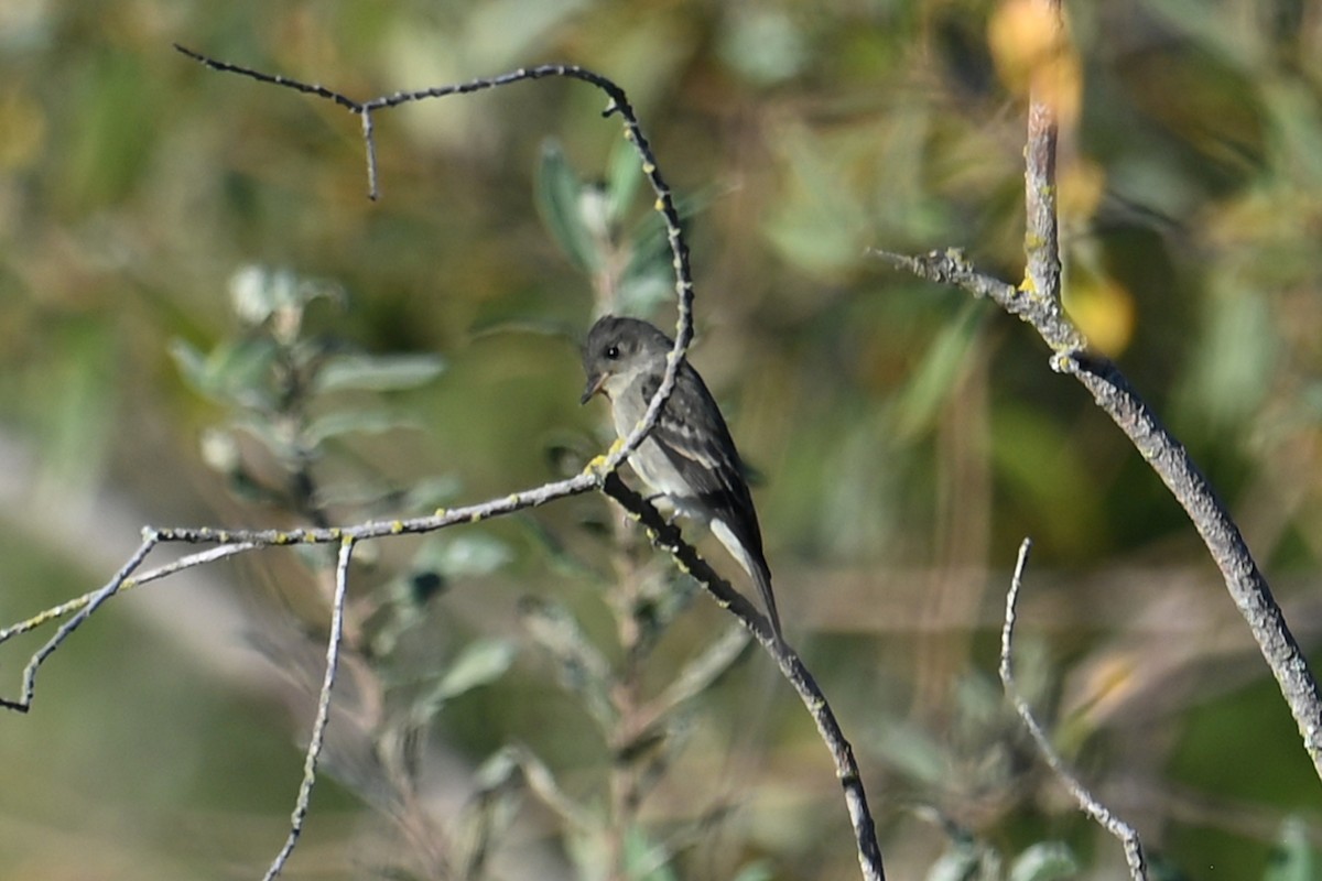 Western Wood-Pewee - ML642592208