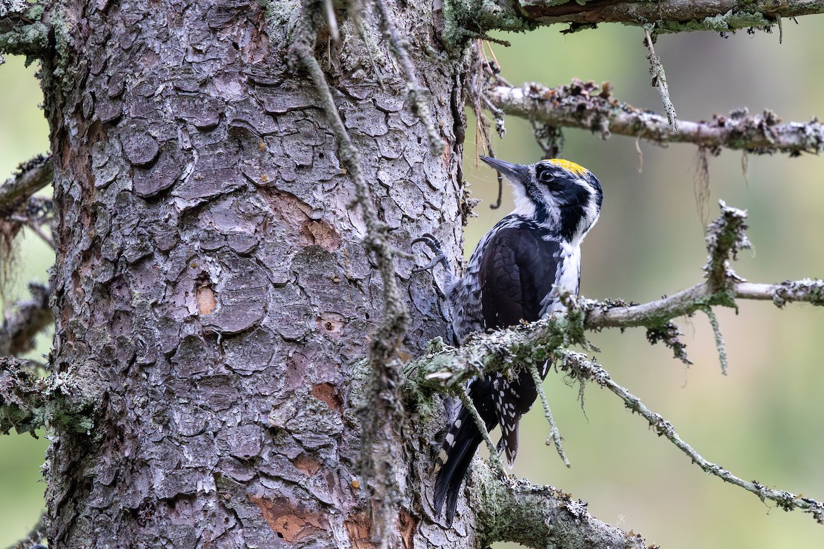 Eurasian Three-toed Woodpecker - ML642592227