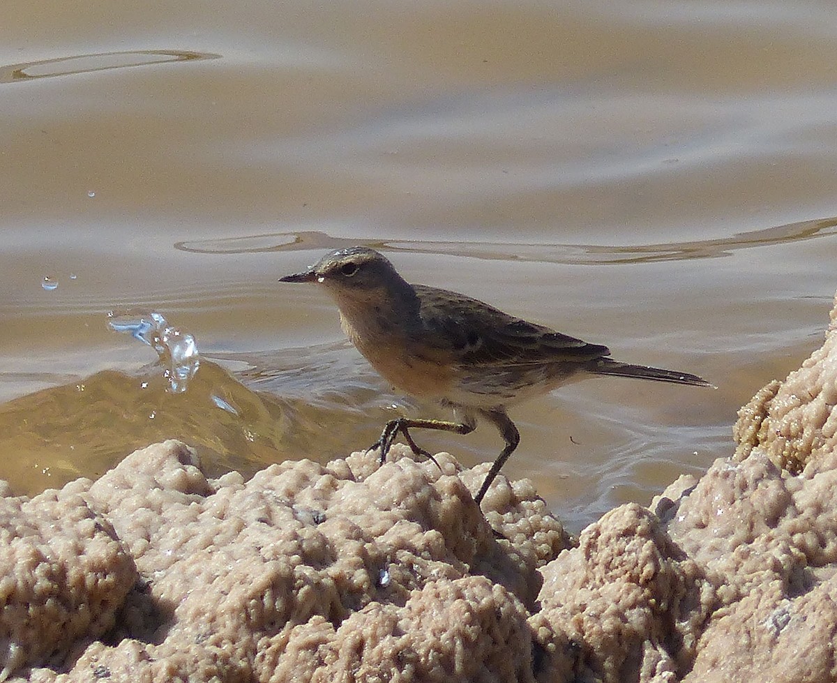 Water Pipit - ML642592239