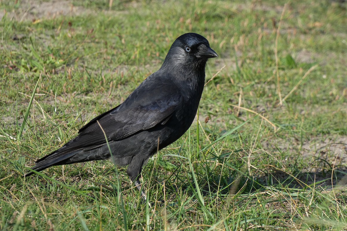 Eurasian Jackdaw - ML642592289