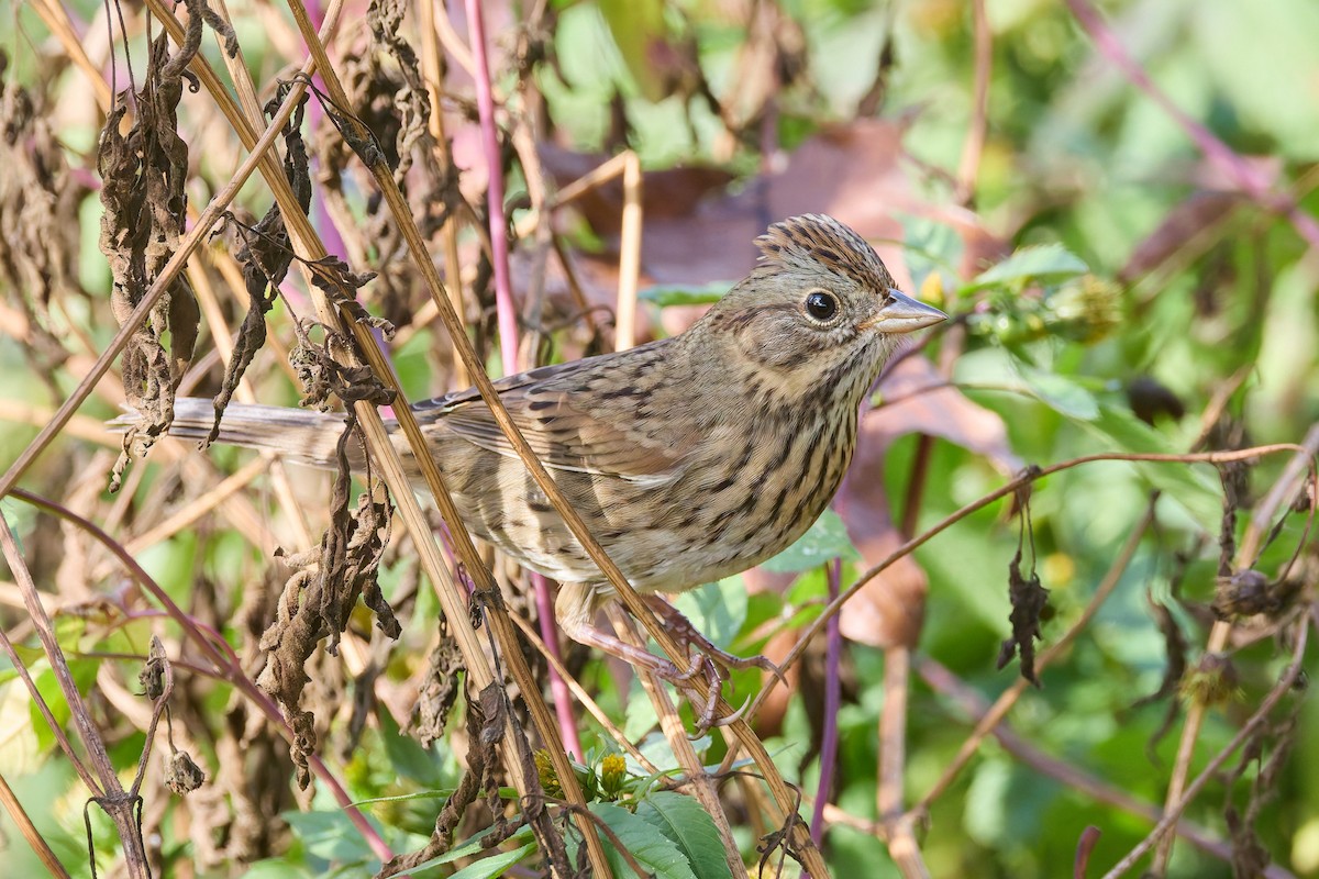 Lincoln's Sparrow - ML642592341